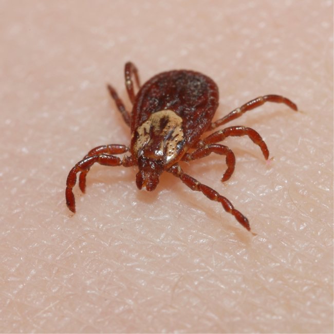 Ticks | NSF NEON | Open Data to Understand our Ecosystems